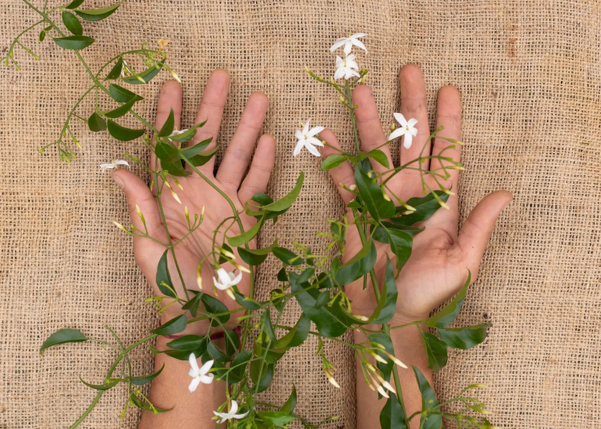 a view of green leaves and fragrance perfume sale ensuring sustainability